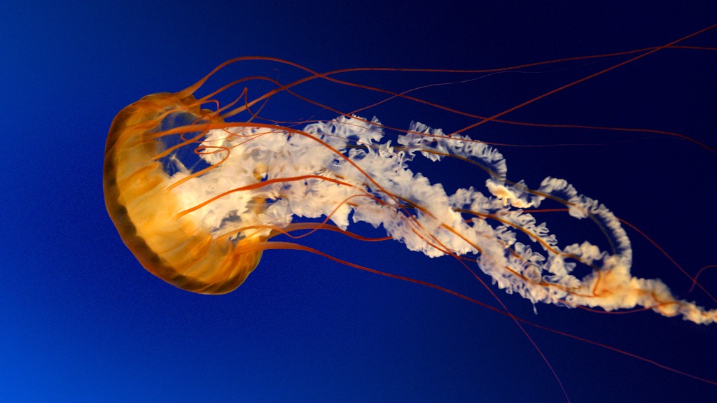 Jellyfish1