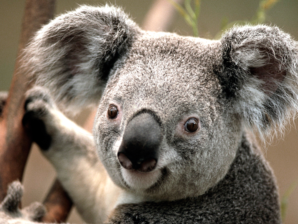 Koala1
