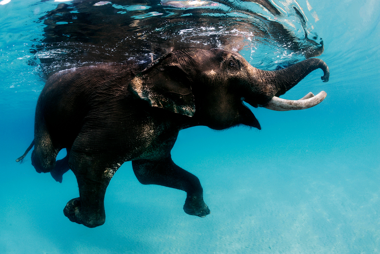 elefante1